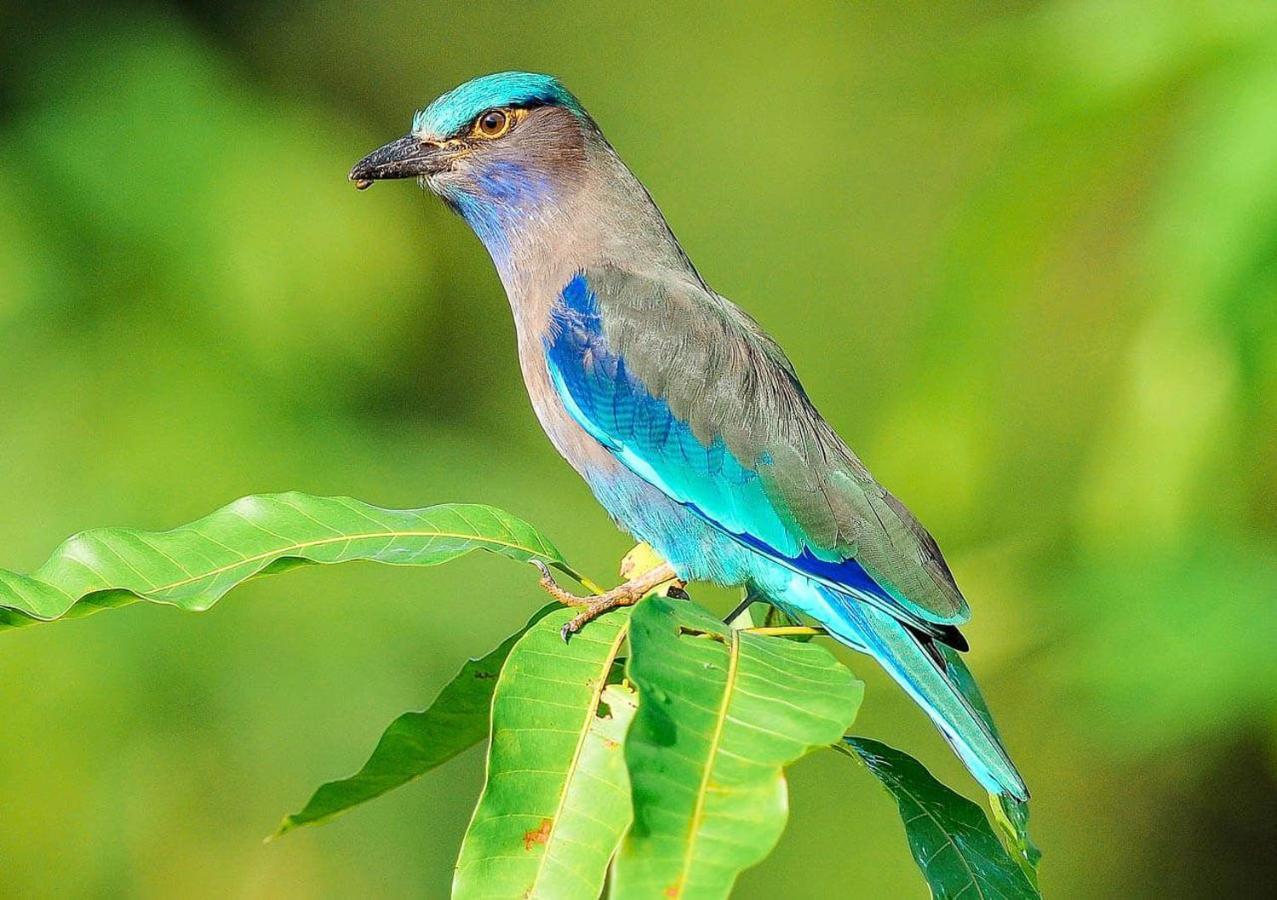 Samui Blue Bird Bed & Breakfast Mae Nam Bagian luar foto